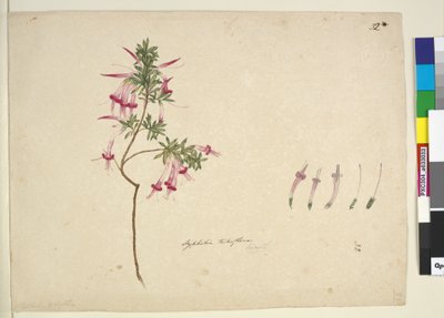 Styphelia tubiflora by John William Lewin